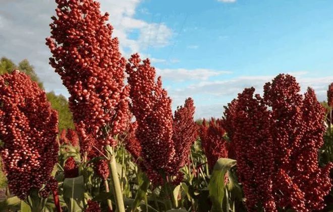 帝王池 | 酱酒数字背后的酱酒密码